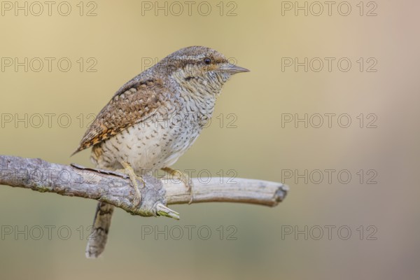 Wendehals, Jynx torquilla Eurasian Wryneck, Northern Wryneck, Jynx torquilla