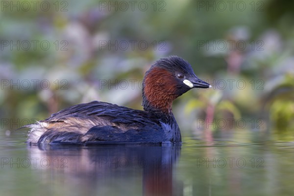 Little Grebe (Tachybaptus ruficollis), North Rhine-Westphalia, Germany
