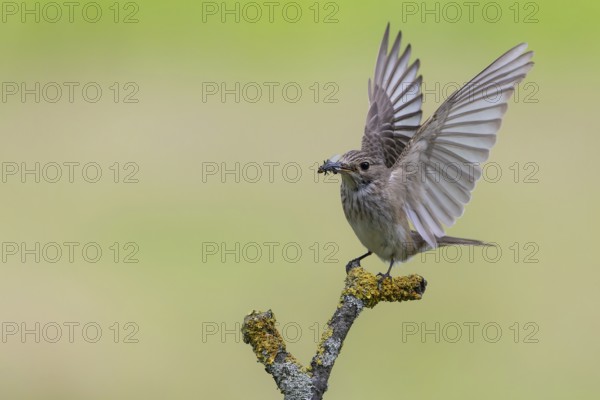 Spotted Flycatcher (Muscicapa striata) perched on a branch with insect prey in its beak, Lower Saxony, Germany