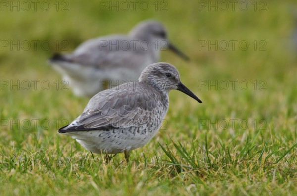 Red Knot (Calidris canutus), Schleswig-Holstein, Germany