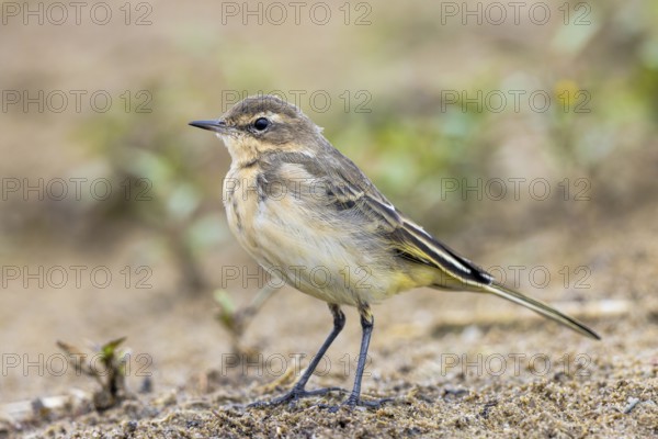Western Yellow Wagtail (Motacilla flava) juvenile perched on the ground, North Rhine-Westphalia, Germany