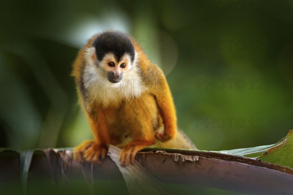 Monkey in the tropic forest vegetation. Animal, long tail in tropic forest. Squirrel monkey, Saimiri oerstedii, sitting on the tree trunk with green leaves, Corcovado NP, Costa Rica