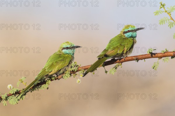 Green Bee-eater (Merops orientalis) pair, Eilat, Israel