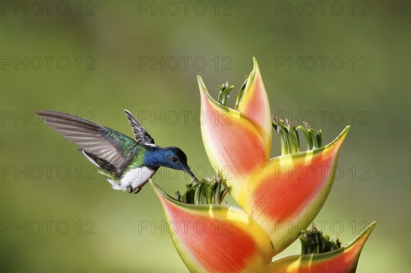 White-necked Jacobin (Florisuga mellivora) male flying and feeding on flower nectar, Costa Rica