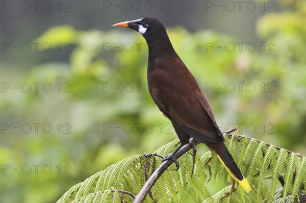 Montezuma Oropendola (Psarocolius montezuma), Costa Rica