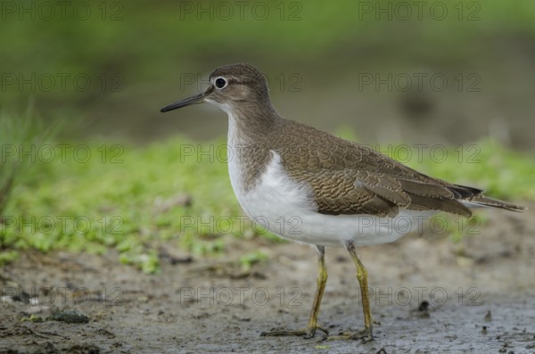 Common Sandpiper (Actitis hypoleucos), Schleswig-Holstein, Germany