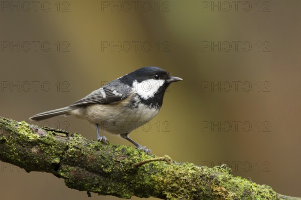Coal Tit (Periparus ater), Utrecht, Netherlands