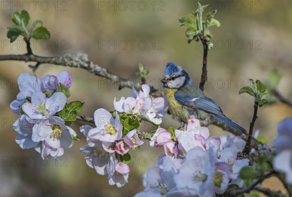 Eurasian Blue Tit (Cyanistes caeruleus) perched in a flowering tree, Hesse, Germany
