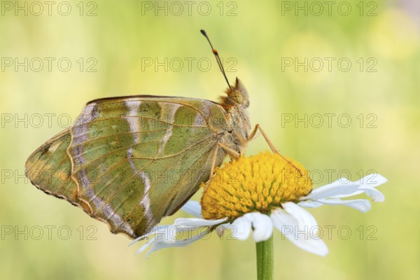 Der Kaisermantel (Argynnis paphia) zeigt die Flügel-Unterseite