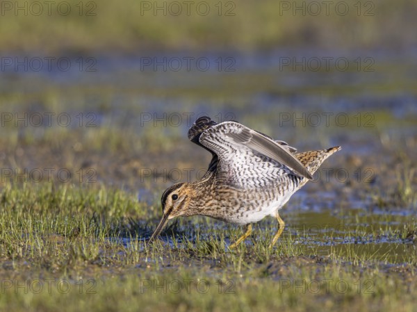 Common Snipe (Gallinago gallinago) foraging, Netherlands
