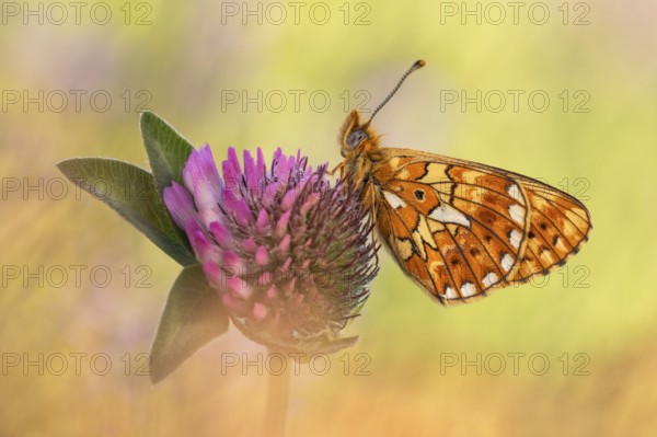 Der Silberfleck Perlmuttfalter (Boloria euphrosyne)