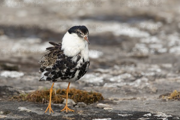 Ruff (Calidris pugnax) male, Oeland, Sweden