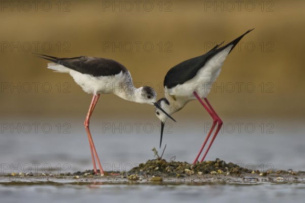 Black-winged Stilt (Himantopus himantopus) pair at nest, North Rhine-Westphalia, Germany