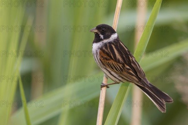 Common Reed Bunting (Emberiza schoeniclus) male perched on a reed stalk, Poland