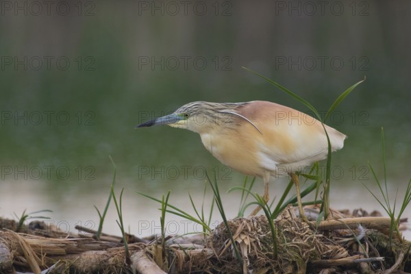 Squacco Heron (Ardeola ralloides), Subotica, Serbia