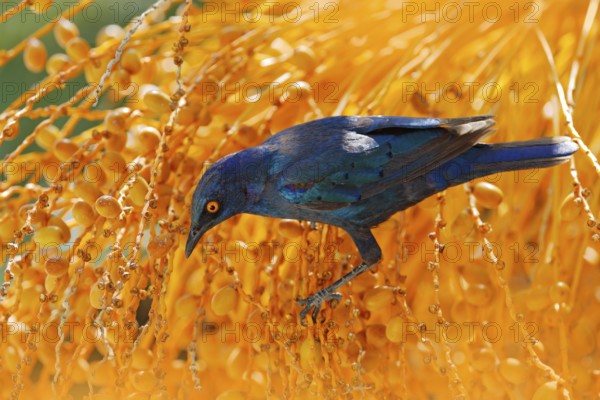 Cape Glossy Starling, Lamprotornis nitens, in nature habitat, orange plam tree with fruits. Detail close-up portrait with yellow eye. Beautiful shiny bird in the green forest, Etosha, Namibia