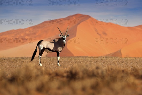 Gemsbok with orange sand dune evening sunset. Gemsbuck, Oryx gazella, large antelope in nature habitat, Sossusvlei, Namibia. Wild animals in the savannah. Animal with big straight antler horn