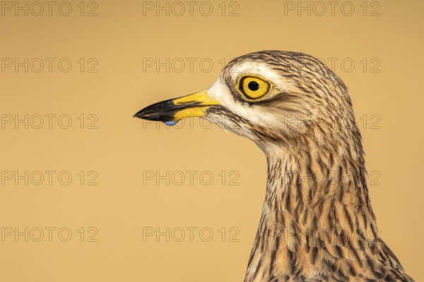 Eurasian Stone-curlew (Burhinus oedicnemus), Castile-La Mancha, Spain
