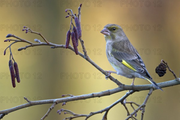 European Greenfinch (Chloris chloris), Saxony-Anhalt, Germany