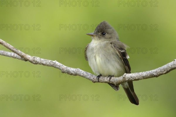 Eastern Wood Pewee (Contopus virens), Texas, USA
