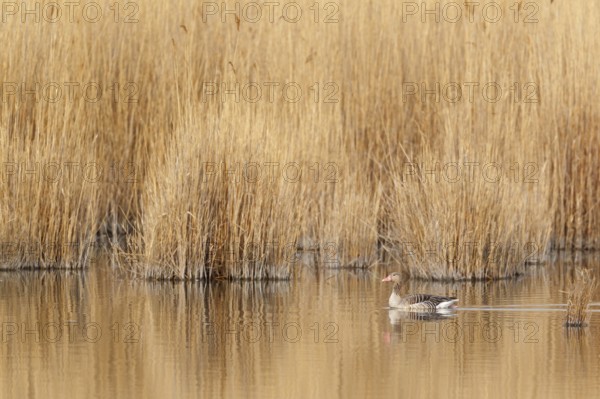 Greylag Goose (Anser anser), Lake Neusiedl, Austria