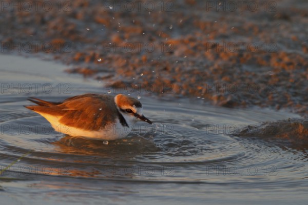 Kentish Plover (Charadrius alexandrinus) male bathing, Mallorca, Spain