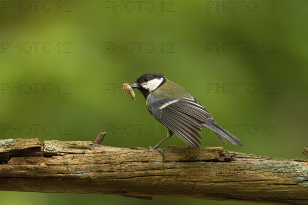 Great Tit (Parus major) carrying insect feed, Utrecht, Netherlands