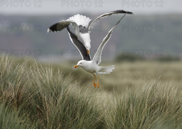Zwei Heringsmöwen; lat. Larus fuscus; streiten sich im Flug über dem Dünengras