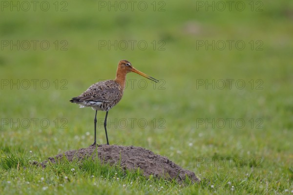 Black-tailed Godwit (Limosa limosa), Netherlands
