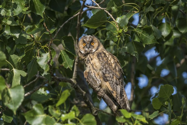 Waldohreule (Asio otus) Long-eared Owl