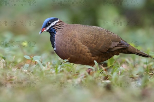 Blue-headed Quail-dove (Starnoenas cyanocephala) perched on the ground in Cuba