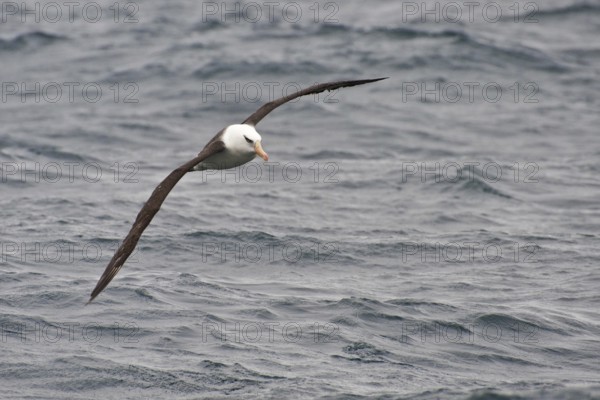 Campbell Albatross (Thalassarche impavida), New Zealand