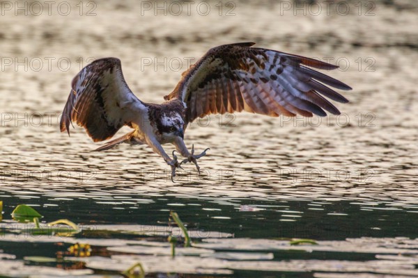 Western Osprey (Pandion haliaetus) striking at fish, Poland
