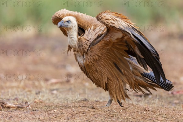 Gänsegeier, Eurasian Griffon Vulture, Griffon Vulture, Eurasian Griffon, Gyps fulvus, Vautour fauve, Buitre Leonado
