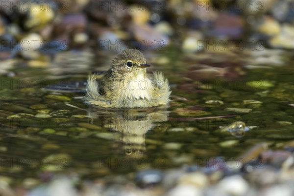 Common Chiffchaff (Phylloscopus collybita) bathing in a little stream, Mecklenburg-Western Pomerania, Germany