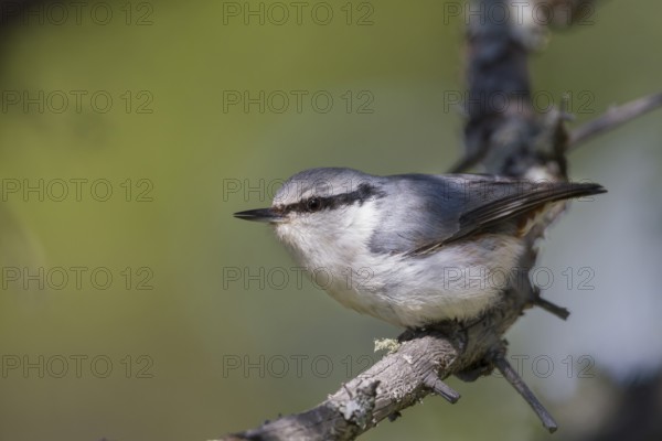 Asian Nuthatch - Kleiber - Sitta europaea ssp. asiatica, Kazakhstan, adult