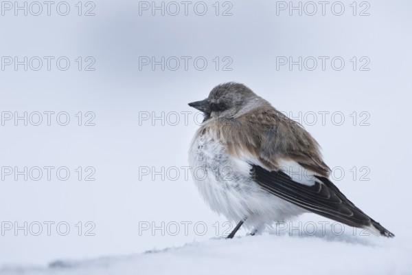 White-winged Snowfinch - Schneesperling - Montifringilla nivalis ssp. tianshanica, adult, Kyrgyzstan