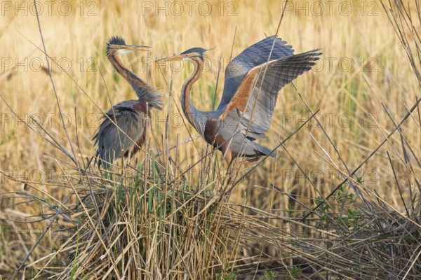 Purpurreiher, Purple Heron, Ardea purpurea, Héron pourpré, Garza Imperial