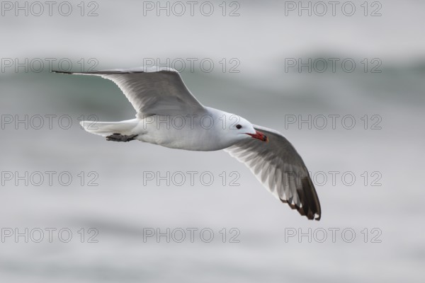 Audouin's Gull (Ichthyaetus audouinii) flying, Spain