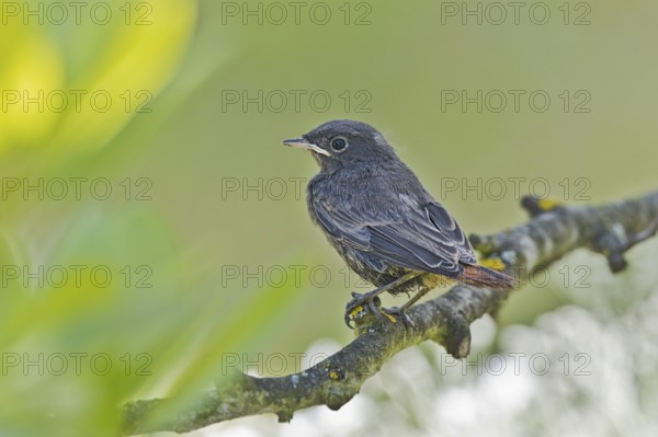 Black Redstart (Phoenicurus ochruros) juvenile, Bavaria, Germany