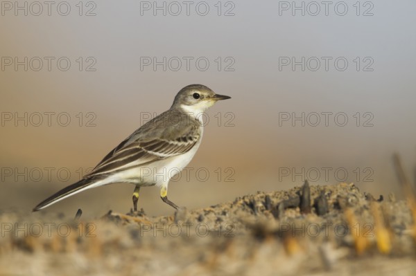 Yellow Wagtail - Schafstelze - Motacilla flava, Oman