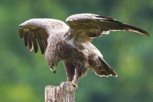 Lesser Spotted Eagle (Clanga pomarina) perched on a pale, Poland