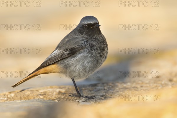 Black Redstart - Hausrotschwanz - Phoenicurus ochruros ssp. gibraltariensis, Spain, adult male