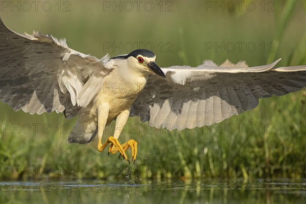 Black-crowned Night Heron (Nycticorax nycticorax) landing, Pusztaszer, Hungary