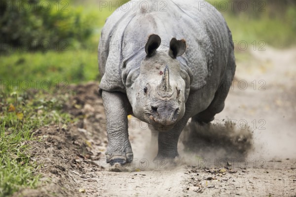 Indian Rhinoceros (Rhinoceros unicornis) male charging on a gravel road, Kaziranga National Park, India
