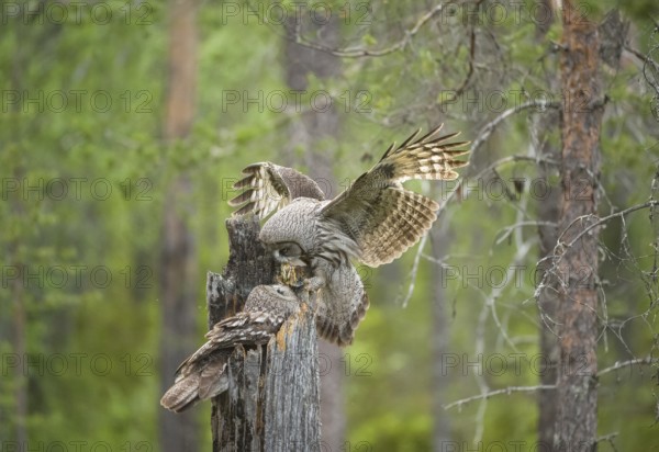 Great Grey Owl (Strix nebulosa) male landing on nest with little bird prey in beak, Suomussalmi, Finland