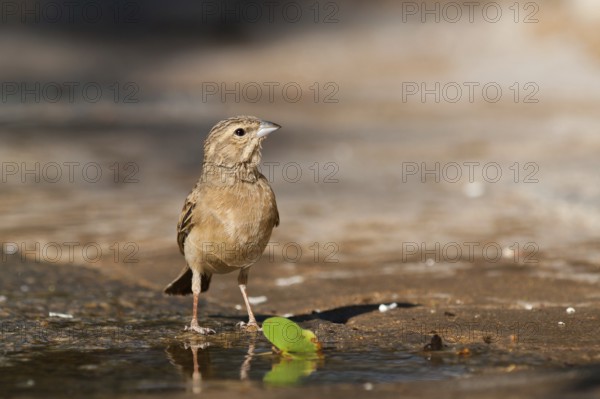 Lark-like Bunting (Emberiza impetuani), Namibia