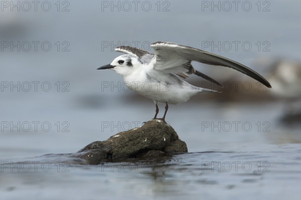 White-winged Tern (Chlidonias leucopterus), Victoria, Australia