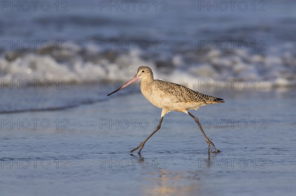 Marbled Godwit (Limosa fedoa) foraging at shoreline, California, USA