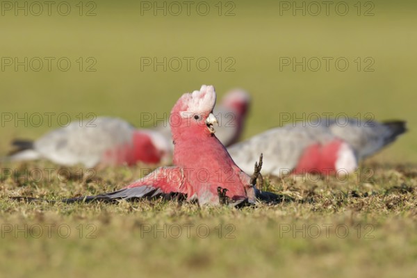 Galah (Eolophus roseicapilla), Victoria, Australia